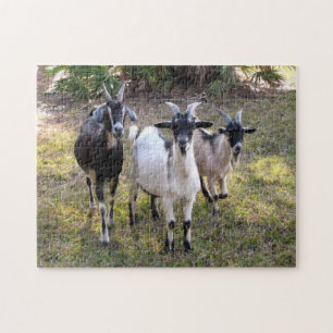 Quebra-cabeça Billy Goats