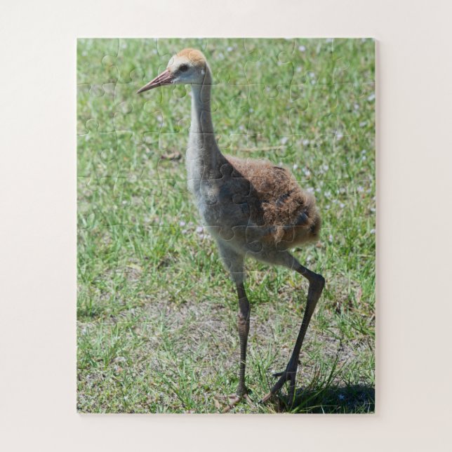 Quebra-cabeça Bird Nature Sandhill Crane Willife Fotografia (Vertical)