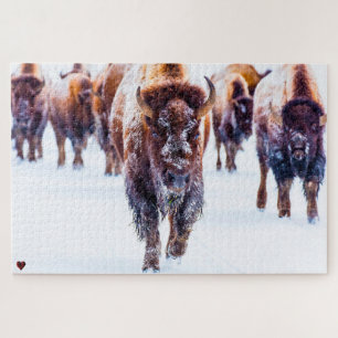 Quebra-cabeça Bison Yellowstone Wyoming