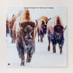 Quebra-cabeça Bison Yellowstone Wyoming