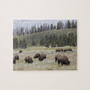 Quebra-cabeça Bisonte no vale de Hayden de Yellowstone