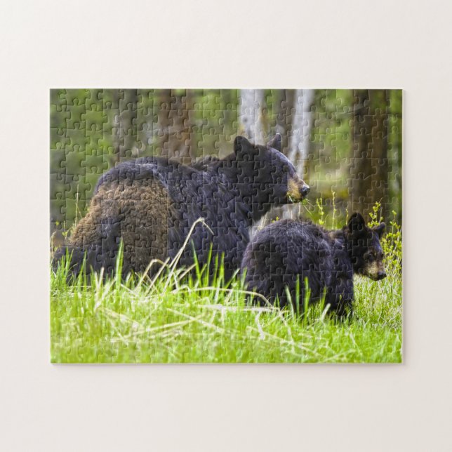 Quebra-cabeça Black Bears Montana. (Horizontal)