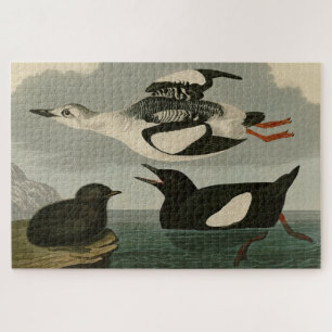 Quebra-cabeça Black Guillemot das Aves da América de Audubon