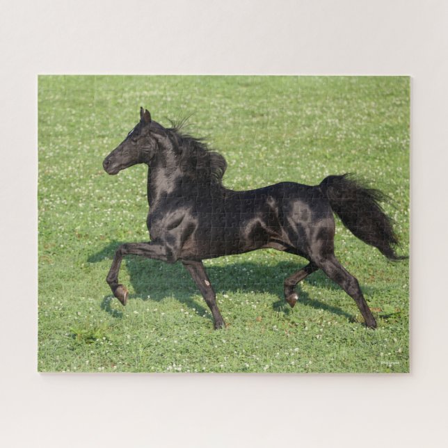 Quebra-cabeça Black Morgan Stallion Mane and Tail Flowing (Horizontal)