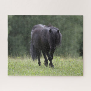 Quebra-cabeça Black Shetland Pony Stallion Walking