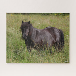 Quebra-cabeça Black Shetland Stallion Em Pé