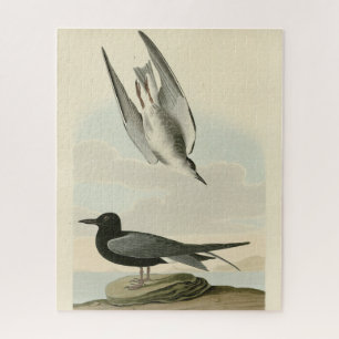 Quebra-cabeça Black Tern from Audubon's Birds of America