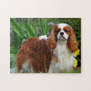 Quebra-cabeça Blenheim Cavalier King Charles Spaniel Dog