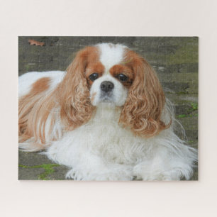 Quebra-cabeça Blenheim Cavalier King Charles Spaniel Puppy Dog J