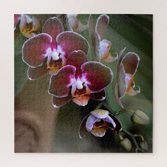Quebra-cabeça Blossomas das Orquídeas Roxas e Maroon (Vertical)