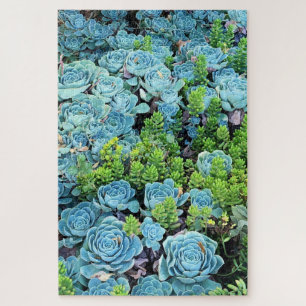 Quebra-cabeça Blue Echeveria Imbricata e Green Sedum Succult