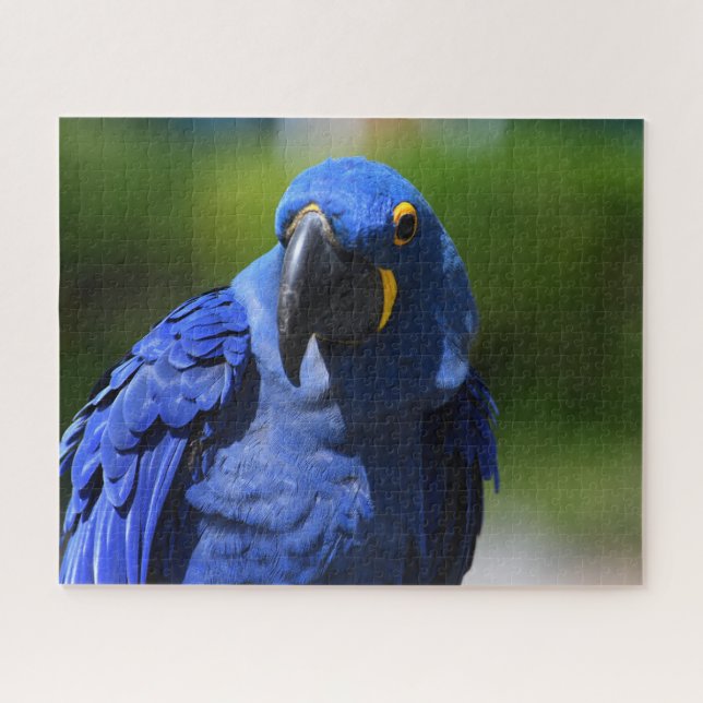 Quebra-cabeça Blue Hyacinth Macaw (Horizontal)