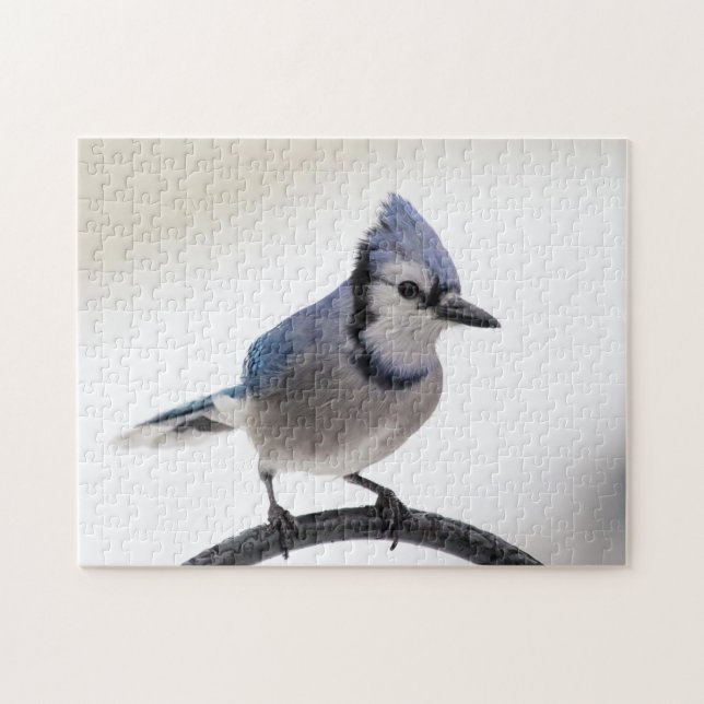 Quebra-cabeça Blue Jay no inverno (Horizontal)