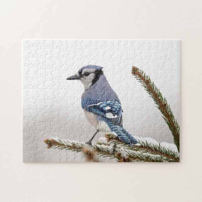 Quebra-cabeça Blue Jay no inverno (Horizontal)