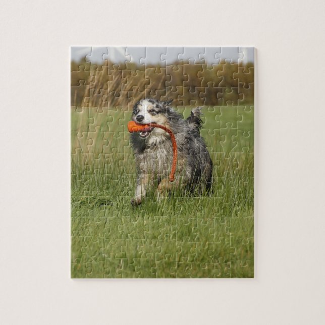 Quebra-cabeça blue merle aussie running w toy (Vertical)