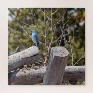 Quebra-cabeça Bluebird da montanha de Colorado - 20x20 - 676