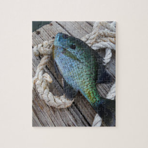 Quebra-cabeça bluegill no doca