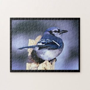 Quebra-cabeça BlueJay