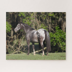 Quebra-cabeça Bob Langrish   Appaloosa Permanente
