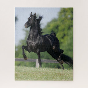 Quebra-cabeça Bob Langrish   Black Morgan Horse Trotting