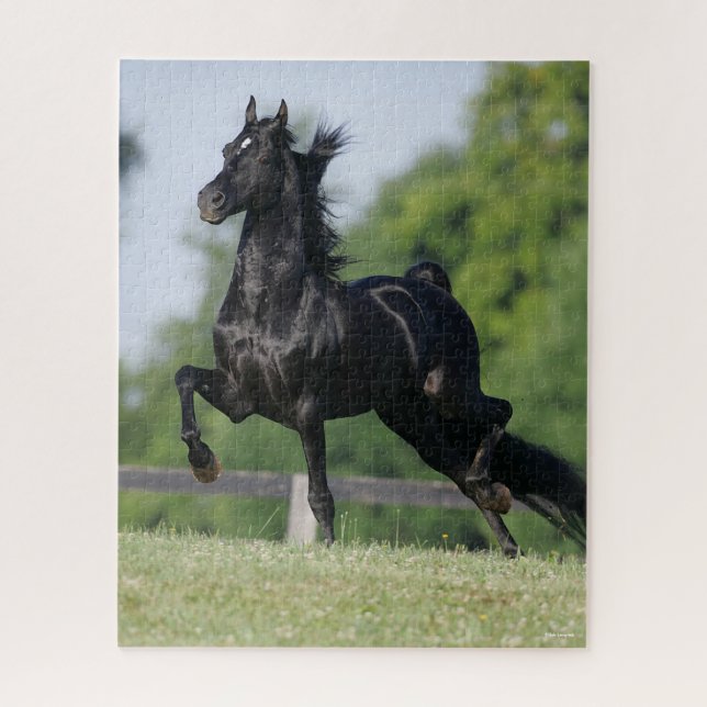 Quebra-cabeça Bob Langrish | Black Morgan Horse Trotting (Vertical)