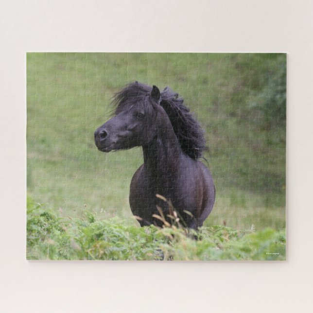 Quebra-cabeça Bob Langrish Black Shetland Pony Stallion (Horizontal)