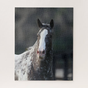 Quebra-cabeça Bob Langrish   Captura de cabeça de Appaloosa