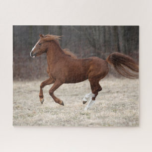 Quebra-cabeça Bob Langrish   Chestnut Hackney Pony Running