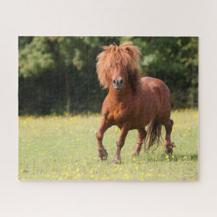 Quebra-cabeça Bob Langrish Chestnut Shetland Pony Stallion