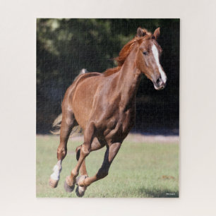 Quebra-cabeça Bob Langrish   Chestnut Tennessee Walker Runker