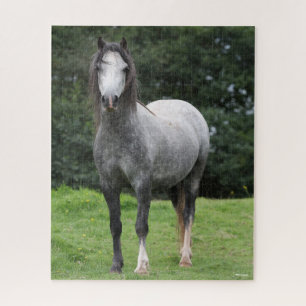 Quebra-cabeça Bob Langrish Cinza Welsh Pony