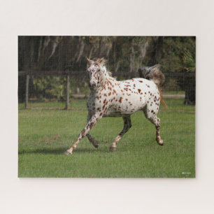 Quebra-cabeça Bob Langrish   Corrente Appaloosa