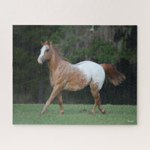 Quebra-cabeça Bob Langrish   Corrente de Cavalo Appaloosa
