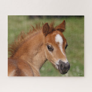 Quebra-cabeça Bob Langrish Galsh Pony Foal Headshot
