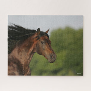 Quebra-cabeça Bob Langrish   Morgan Horse Headshot Fluindo Mane