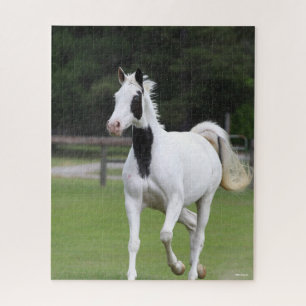 Quebra-cabeça Bob Langrish Pinto Warmblood