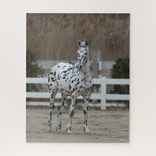 Quebra-cabeça Bob Langrish   Posto Appaloosa Frísia