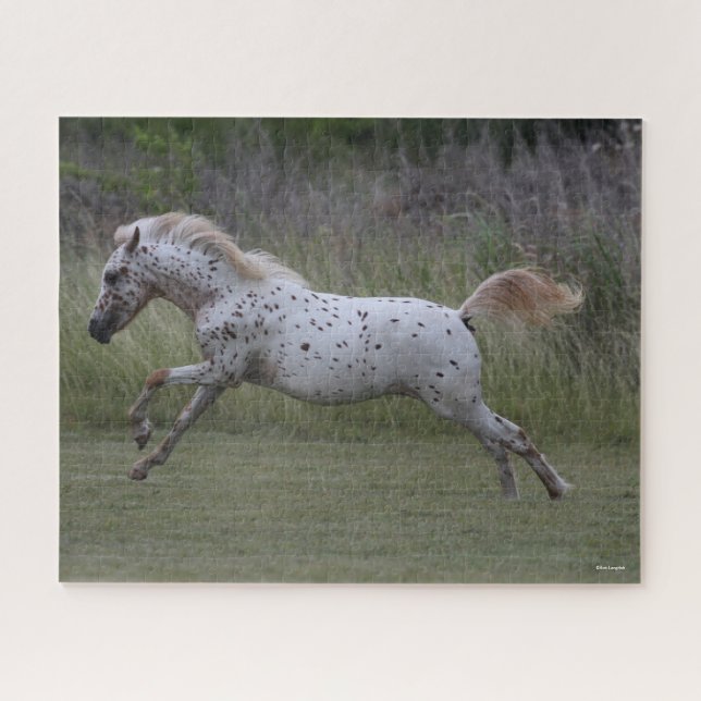 Quebra-cabeça Bob Langrish | Spotty Pony of America Leaping (Horizontal)