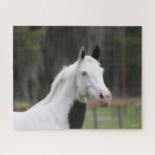 Quebra-cabeça Bob Langrish Warmblood Pinto Cavalo