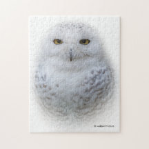 Bonita, Dreamy e Serene Snowy Owl