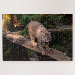 Quebra-cabeça Bonito Bobcat desafiando o tempo da vida selvagem