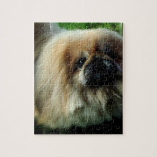 Quebra-cabeça bonito de Pekingese
