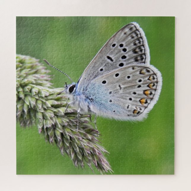 Quebra-cabeça Borboleta Azul Comum na Grama (Horizontal)
