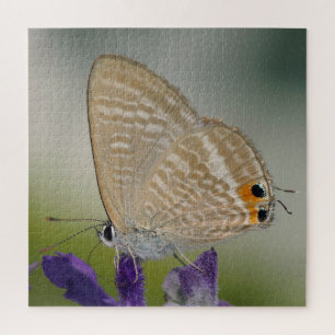 Quebra-cabeça Borboleta Azul Zebra Comum