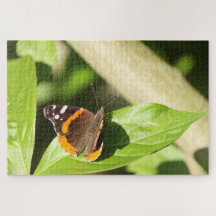 Borboleta do Almirante Vermelho