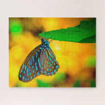 Borboleta Pintada de Zebra.