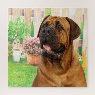 Quebra-cabeça Bordeaux Mastiff