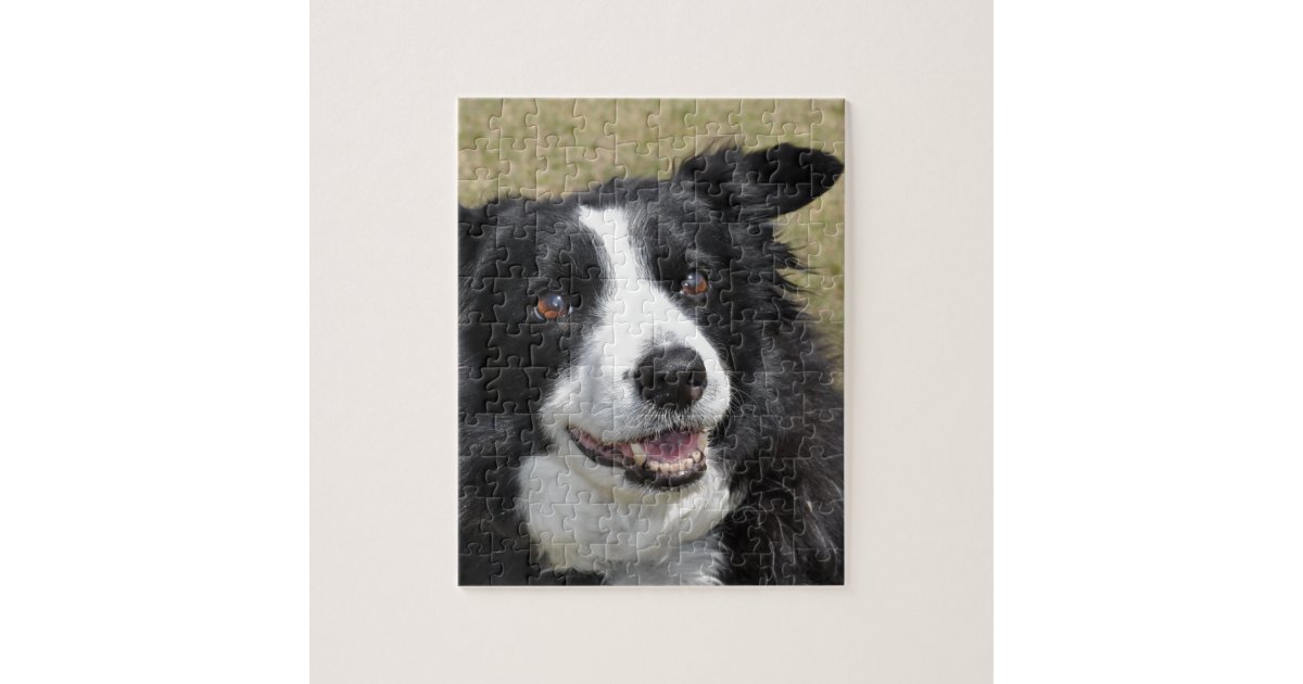 Border Collie na Exposição - Quebra-Cabeça - Geniol