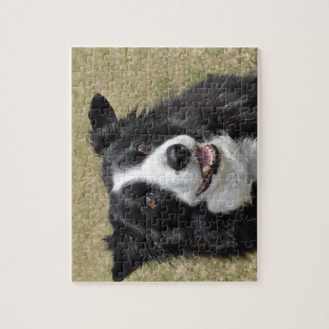 Quebra-cabeça Border Collie (Vertical)