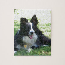 Border collie